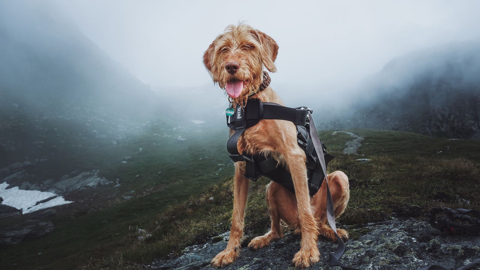 Dog wearing a safety harness while exploring a mountain trail